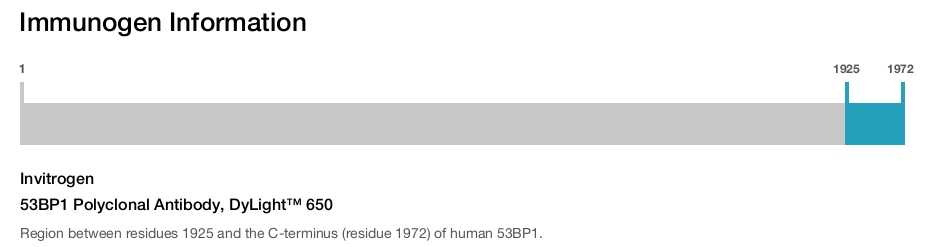 53BP1 Polyclonal Antibody, DyLight™ 650