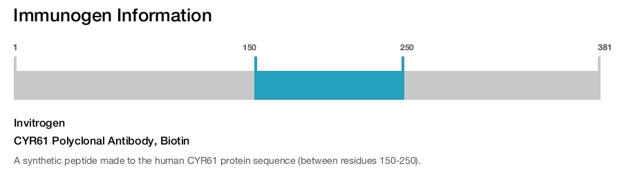 CYR61 Polyclonal Antibody, Biotin