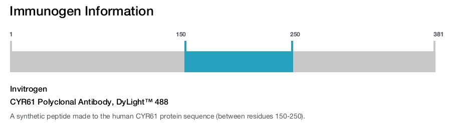CYR61 Polyclonal Antibody, DyLight™ 488