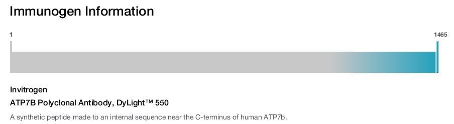 ATP7B Polyclonal Antibody, DyLight™ 550