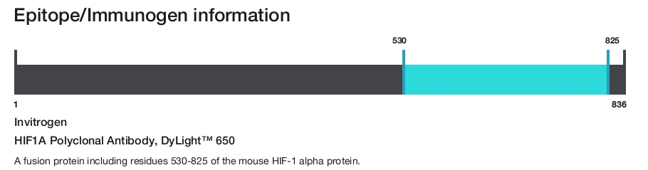 HIF1A Polyclonal Antibody, DyLight&trade; 650