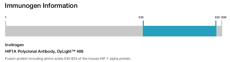 HIF1A Polyclonal Antibody, DyLight™ 488