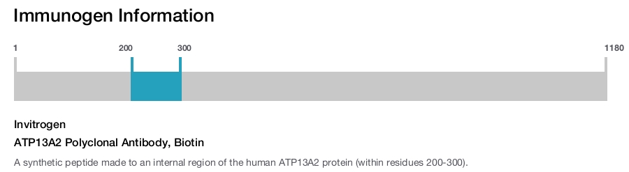 ATP13A2 Polyclonal Antibody, Biotin