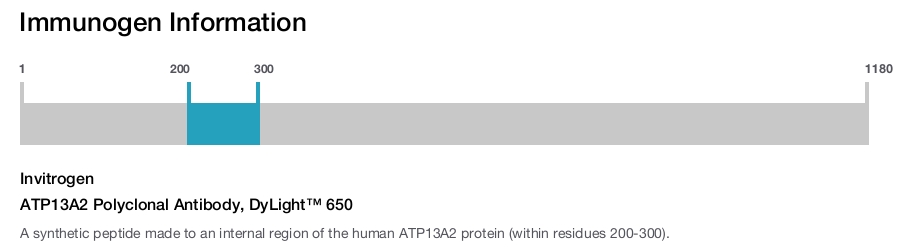 ATP13A2 Polyclonal Antibody, DyLight™ 650