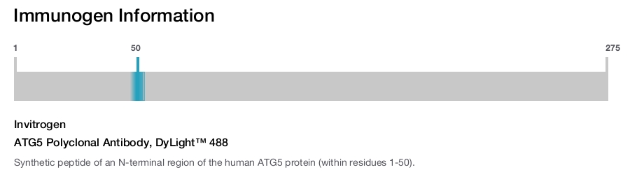 ATG5 Polyclonal Antibody, DyLight™ 488