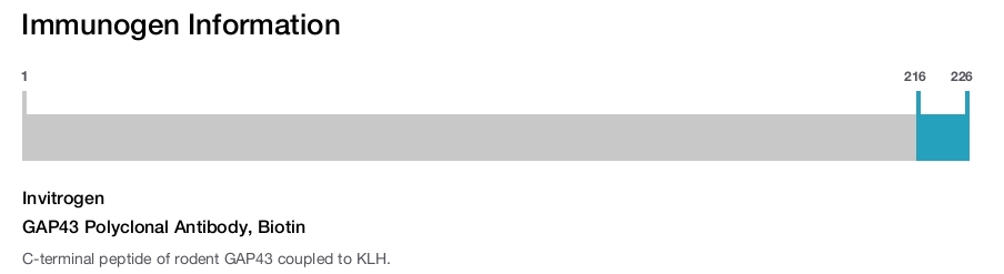 GAP43 Polyclonal Antibody, Biotin