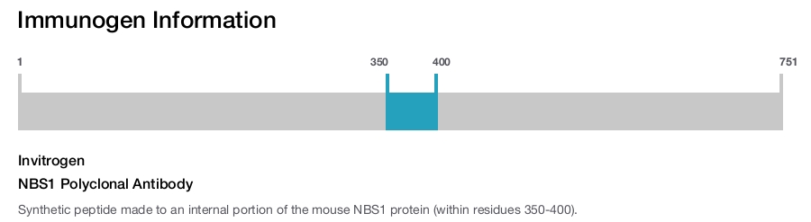 NBS1 Polyclonal Antibody