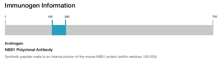NBS1 Polyclonal Antibody