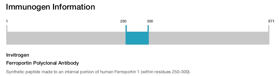 Ferroportin Polyclonal Antibody