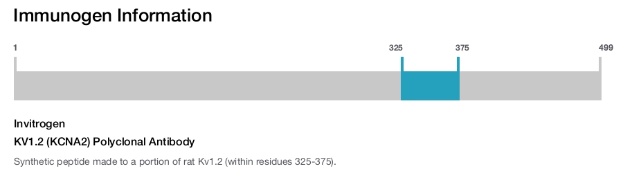 KV1.2 (KCNA2) Polyclonal Antibody