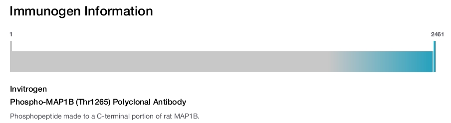 Phospho-MAP1B (Thr1265) Polyclonal Antibody