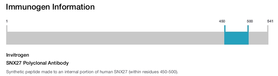SNX27 Polyclonal Antibody