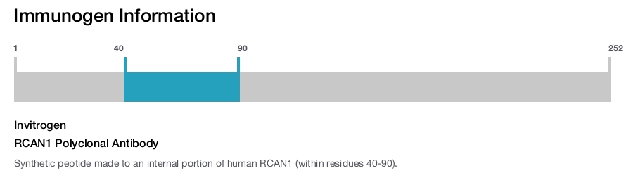 RCAN1 Polyclonal Antibody
