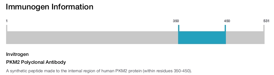 PKM2 Polyclonal Antibody