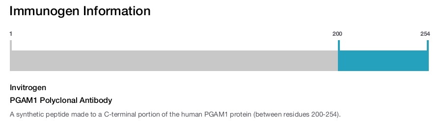 PGAM1 Polyclonal Antibody