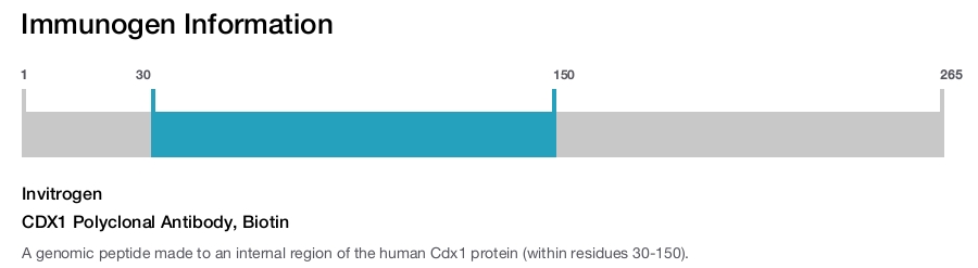 CDX1 Polyclonal Antibody, Biotin