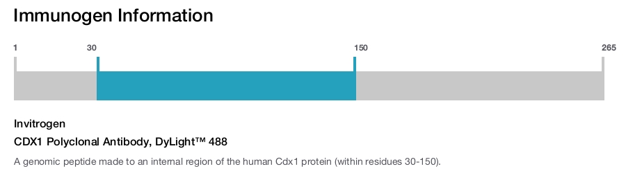 CDX1 Polyclonal Antibody, DyLight™ 488