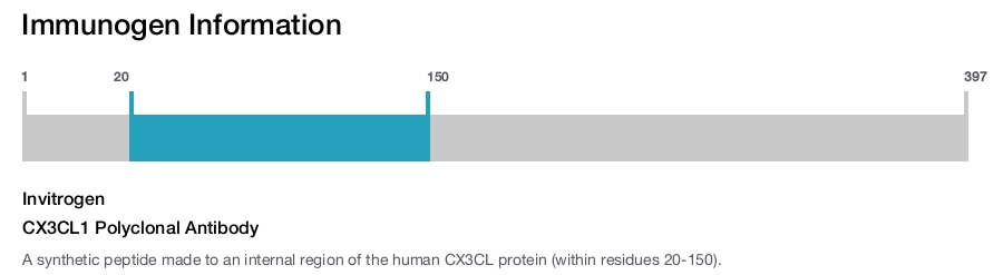 CX3CL1 Polyclonal Antibody