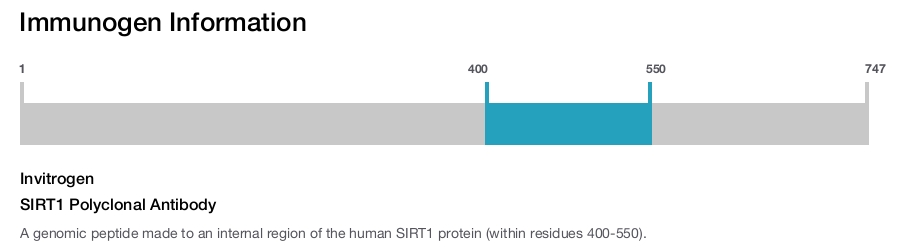 SIRT1 Polyclonal Antibody