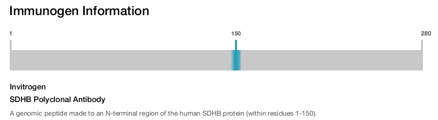 SDHB Polyclonal Antibody