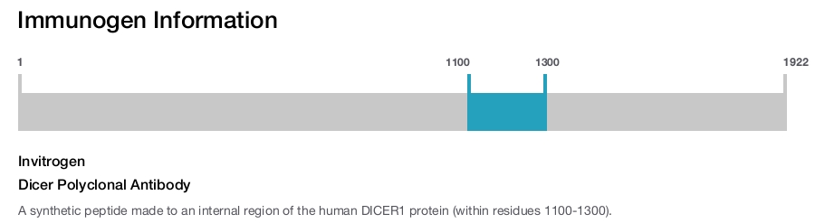 Dicer Polyclonal Antibody