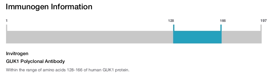 GUK1 Polyclonal Antibody