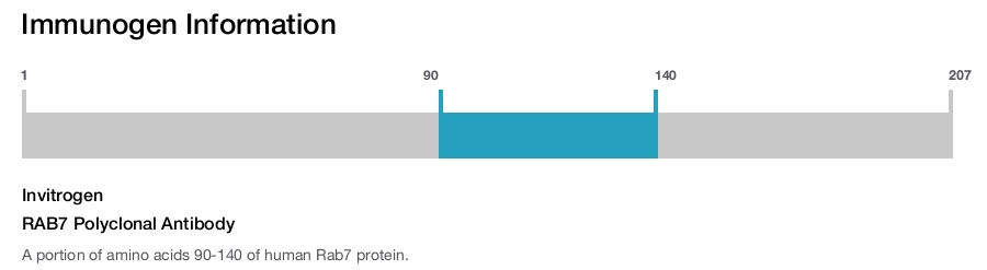 RAB7 Polyclonal Antibody