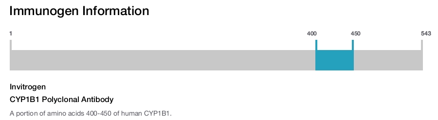 CYP1B1 Polyclonal Antibody