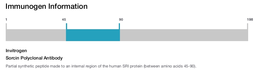 Sorcin Polyclonal Antibody