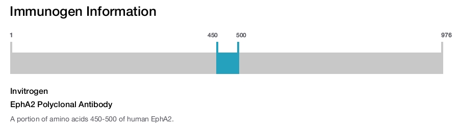 EphA2 Polyclonal Antibody