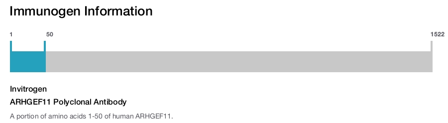 ARHGEF11 Polyclonal Antibody