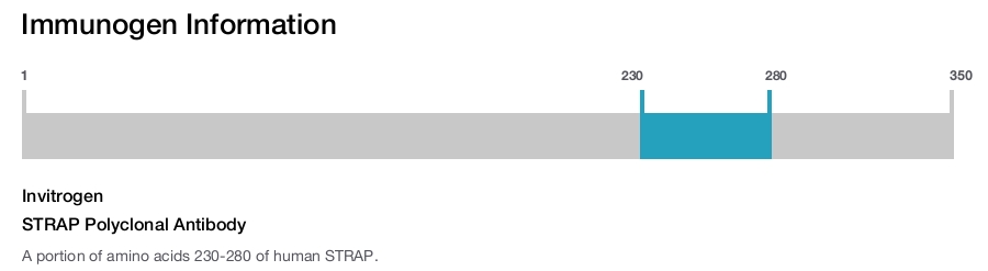 STRAP Polyclonal Antibody