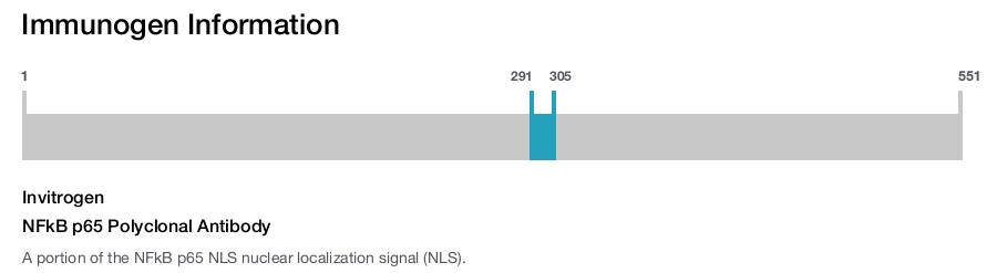 NFkB p65 Polyclonal Antibody