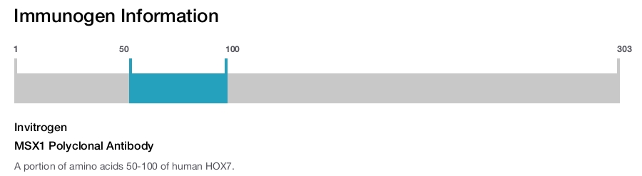 MSX1 Polyclonal Antibody