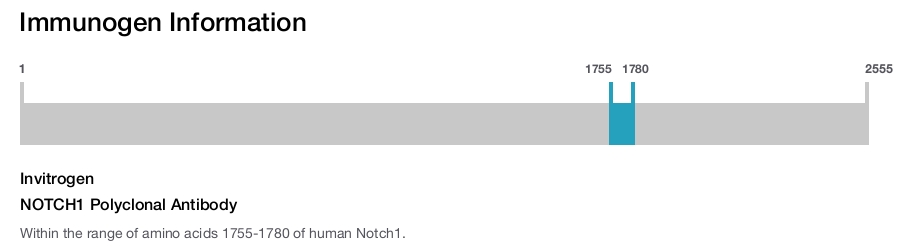 NOTCH1 Polyclonal Antibody