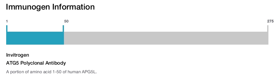 ATG5 Polyclonal Antibody