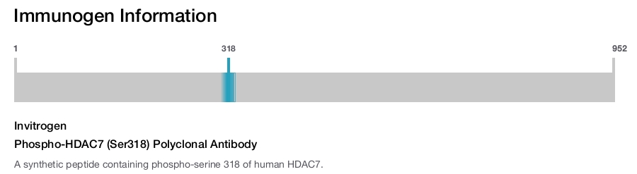 Phospho-HDAC7 (Ser318) Polyclonal Antibody