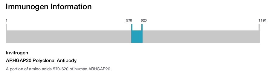 ARHGAP20 Polyclonal Antibody