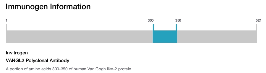 VANGL2 Polyclonal Antibody