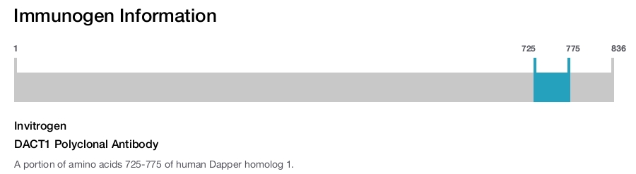 DACT1 Polyclonal Antibody