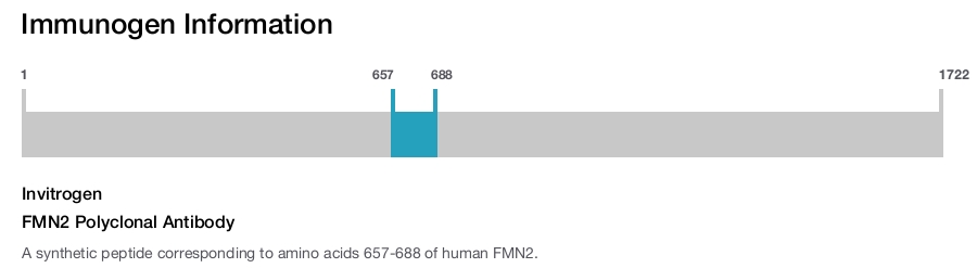 FMN2 Polyclonal Antibody