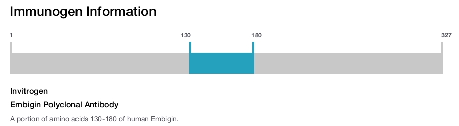 Embigin Polyclonal Antibody