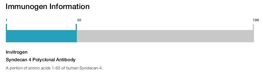 Syndecan 4 Polyclonal Antibody