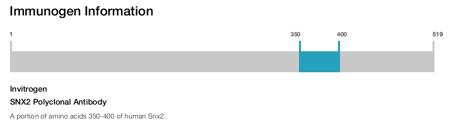 SNX2 Polyclonal Antibody