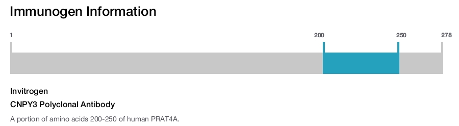 CNPY3 Polyclonal Antibody