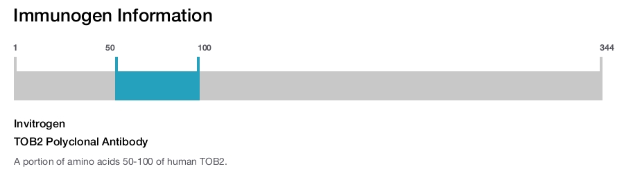 TOB2 Polyclonal Antibody