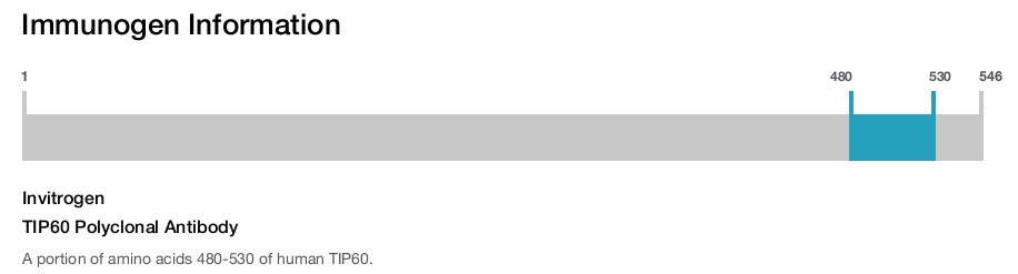 TIP60 Polyclonal Antibody