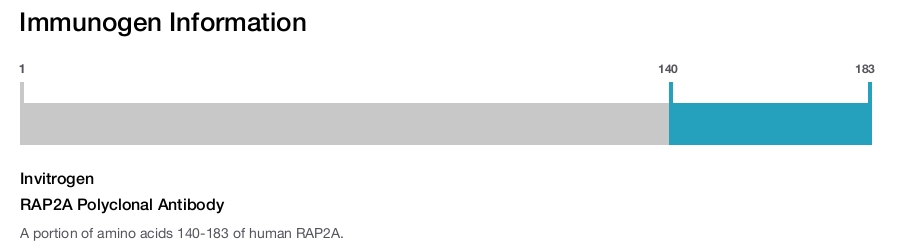 RAP2A Polyclonal Antibody