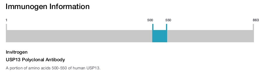 USP13 Polyclonal Antibody