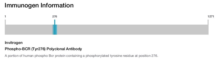 Phospho-BCR (Tyr276) Polyclonal Antibody